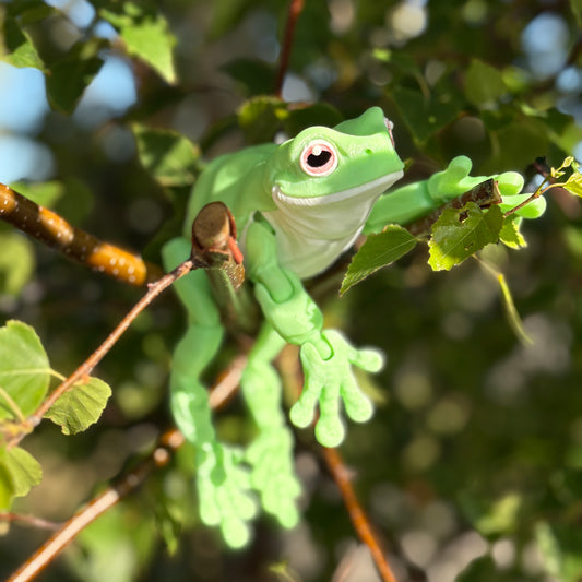 🐸Introducing our Glow-in-the-Dark Green Tree Frog! 🐸