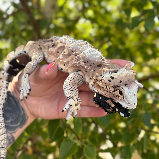 🦎 Hyper-Realistic Life-Size Bearded Dragon🦎